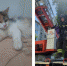 В Новомосковске спасли кошку, которую хозяева на неделю оставили на балконе без еды и воды - ИА Новомосковск Сегодня