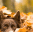 InShot_20250930_162848367 - ЗА Новомосковск