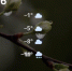 Screenshot - ЗА Новомосковск