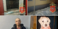 В Сокольниках мужчина украл Лабрадора для перепродажи - ИА Новомосковск Сегодня